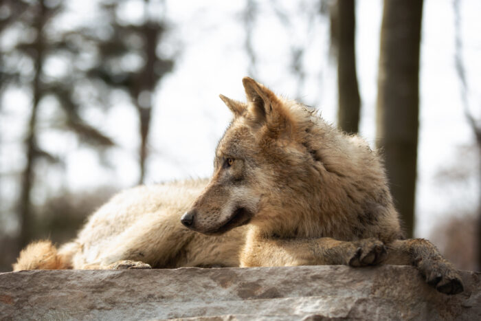 In Wildpark in Brandenburg: Mädchen (8) von Wolf attackiert und schwer verletzt